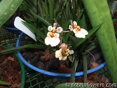 Equitant Oncidium